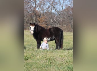 Poney des Amériques, Hongre, 10 Ans, 99 cm, Noir