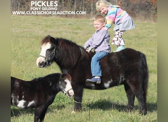 Poney des Amériques, Hongre, 10 Ans, 99 cm, Noir