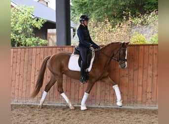 Poney des Amériques, Hongre, 10 Ans