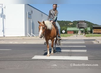 Poney des Amériques, Hongre, 10 Ans, Palomino