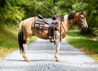 Poney des Amériques, Hongre, 11 Ans, 130 cm, Buckskin
