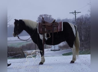 Poney des Amériques, Hongre, 11 Ans, 132 cm, Tobiano-toutes couleurs