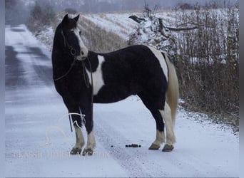 Poney des Amériques, Hongre, 11 Ans, 132 cm, Tobiano-toutes couleurs