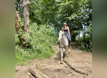 Poney des Amériques, Hongre, 11 Ans, 147 cm