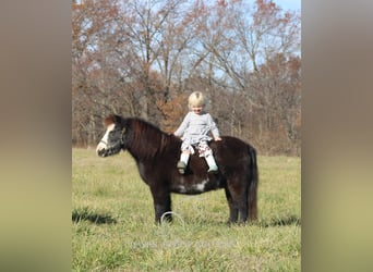 Poney des Amériques, Hongre, 11 Ans, 99 cm, Noir