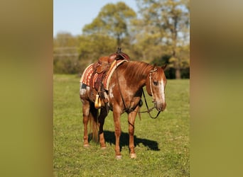 Poney des Amériques, Hongre, 13 Ans, 140 cm, Rouan Rouge