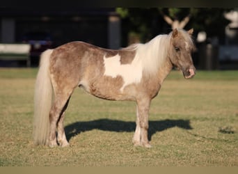 Poney des Amériques, Hongre, 13 Ans, 91 cm, Buckskin