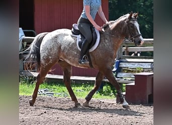 Poney des Amériques, Hongre, 13 Ans, Alezan brûlé
