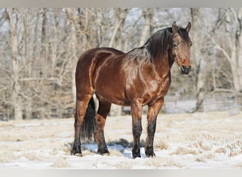 Poney des Amériques, Hongre, 14 Ans, 142 cm, Alezan cuivré