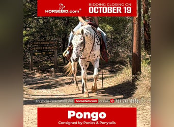 Poney des Amériques, Hongre, 14 Ans, Alezan cuivré