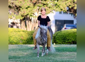 Poney des Amériques, Hongre, 15 Ans, 91 cm, Buckskin
