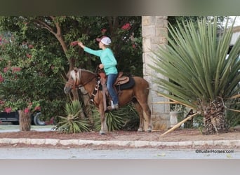 Poney des Amériques, Hongre, 16 Ans, 99 cm, Alezan brûlé