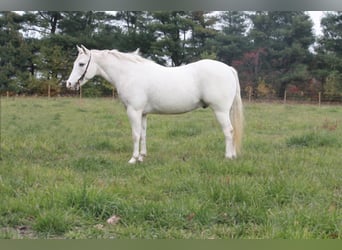 Poney des Amériques, Hongre, 17 Ans, Blanc