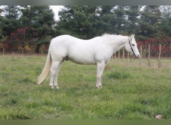 Poney des Amériques, Hongre, 17 Ans, Blanc