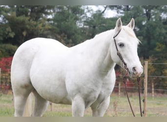 Poney des Amériques, Hongre, 17 Ans, Blanc