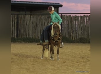 Poney des Amériques, Hongre, 18 Ans, 99 cm, Alezan brûlé