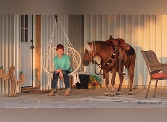 Poney des Amériques, Hongre, 18 Ans, 99 cm, Alezan brûlé