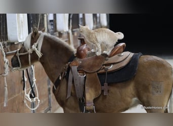 Poney des Amériques, Hongre, 18 Ans, 99 cm, Alezan brûlé