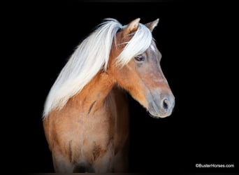 Poney des Amériques, Hongre, 18 Ans, 99 cm, Alezan brûlé