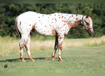 Poney des Amériques, Hongre, 1 Année, 130 cm, Alezan brûlé