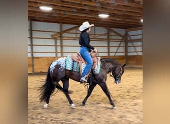 Poney des Amériques, Hongre, 4 Ans, 135 cm, Bai cerise