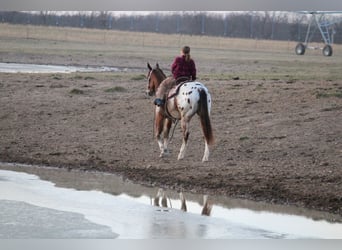 Poney des Amériques Croisé, Hongre, 4 Ans, 145 cm