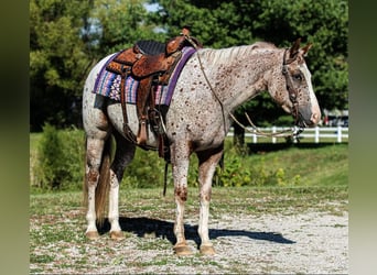 Poney des Amériques, Hongre, 4 Ans, 147 cm, Alezan brûlé