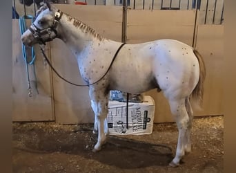 Poney des Amériques, Hongre, 4 Ans, 147 cm, Alezan brûlé