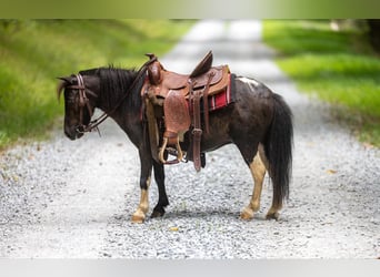 Poney des Amériques, Hongre, 4 Ans, 91 cm, Tobiano-toutes couleurs