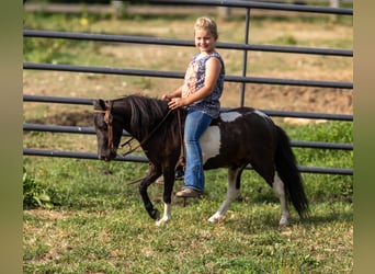 Poney des Amériques, Hongre, 4 Ans, 91 cm, Tobiano-toutes couleurs