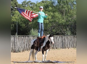 Poney des Amériques, Hongre, 5 Ans, 109 cm, Tobiano-toutes couleurs