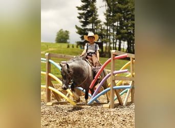 Poney des Amériques, Hongre, 5 Ans, 114 cm, Gris