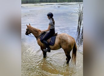 Poney des Amériques, Hongre, 5 Ans, 140 cm, Alezan dun