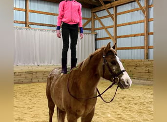 Poney des Amériques, Hongre, 5 Ans, 140 cm, Alezan dun