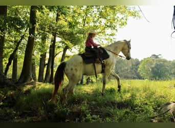 Poney des Amériques, Hongre, 5 Ans, 142 cm, Buckskin