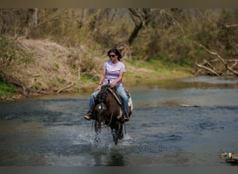Poney des Amériques Croisé, Hongre, 5 Ans, 145 cm, Pinto