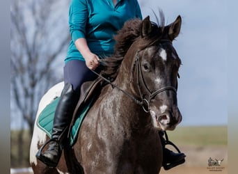 Poney des Amériques Croisé, Hongre, 5 Ans, 147 cm, Pinto
