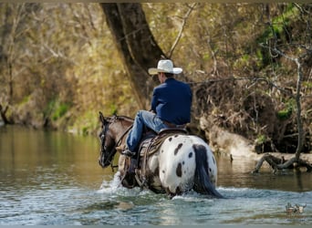 Poney des Amériques Croisé, Hongre, 5 Ans, 147 cm, Pinto