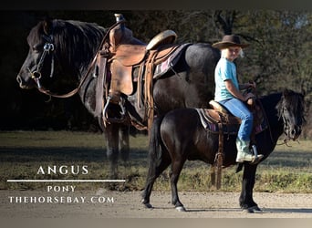 Poney des Amériques, Hongre, 5 Ans, 91 cm, Noir