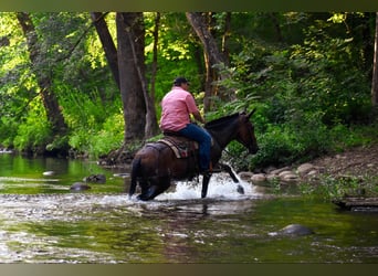 Poney des Amériques, Hongre, 5 Ans, 99 cm, Bai cerise