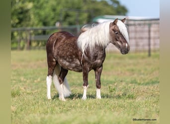 Poney des Amériques, Hongre, 5 Ans, 99 cm, Bai cerise