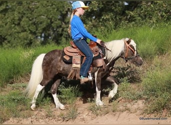 Poney des Amériques, Hongre, 5 Ans, 99 cm, Bai cerise