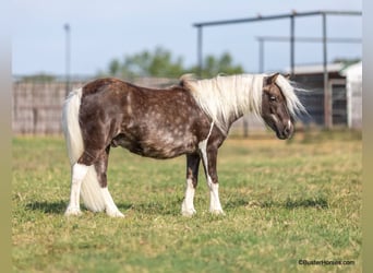 Poney des Amériques, Hongre, 5 Ans, 99 cm, Bai cerise