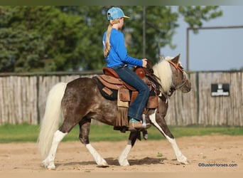 Poney des Amériques, Hongre, 5 Ans, 99 cm, Bai cerise