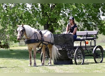 Poney des Amériques, Hongre, 6 Ans, 124 cm