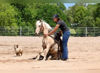 Poney des Amériques, Hongre, 6 Ans, 124 cm