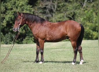 Poney des Amériques, Hongre, 6 Ans, 135 cm, Bai cerise