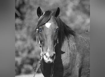 Poney des Amériques, Hongre, 6 Ans, 135 cm, Bai cerise