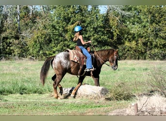 Poney des Amériques, Hongre, 6 Ans, 142 cm, Rouan Rouge