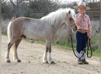 Poney des Amériques, Hongre, 6 Ans, 91 cm, Palomino